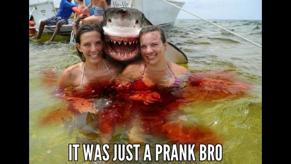 Акулы тоже выкладывают еду в Инстаграм
