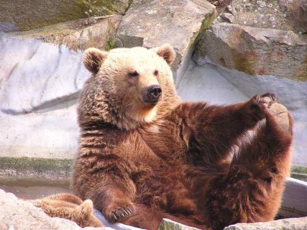 Прикольный медведь
