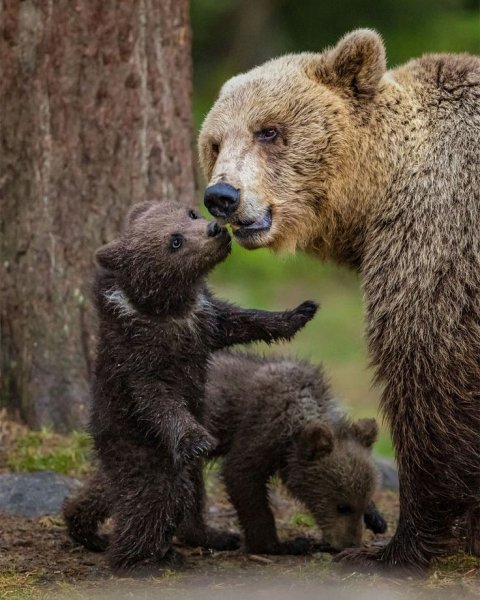 Медведь с медвежонком
