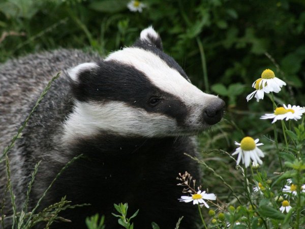 Badger Badger Badger
