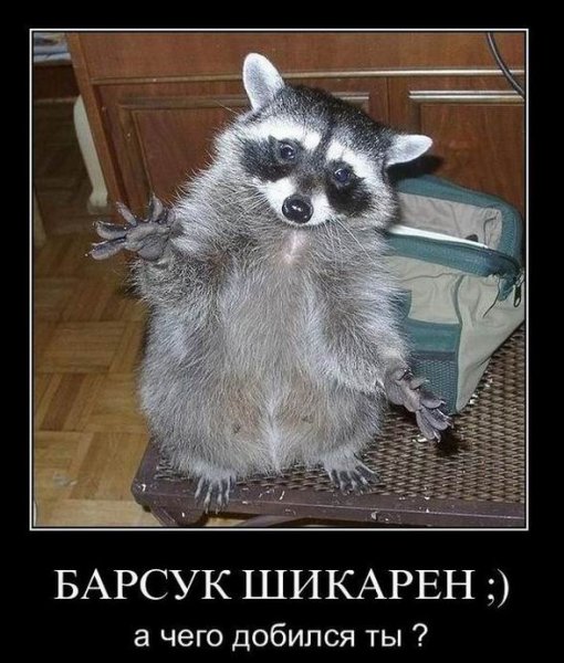 Барсук прикол