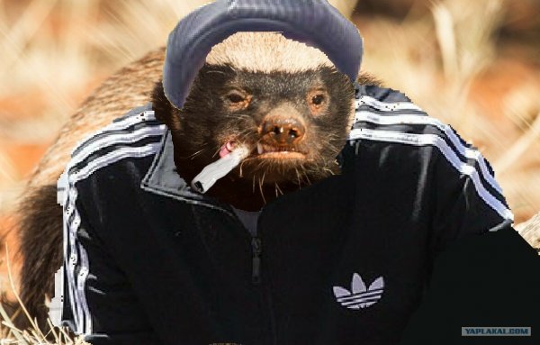 Версус медоед