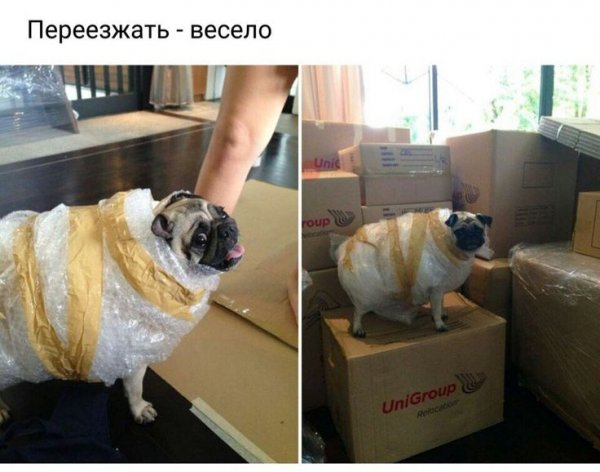 Смешной переезд