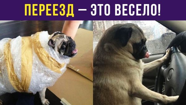 Переезд это весело