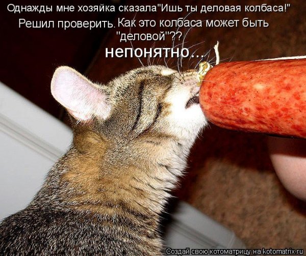 Кот и колбаса прикол