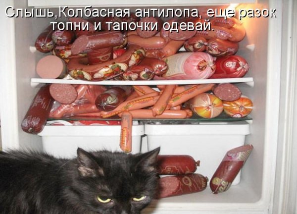 Кот сожрал колбасу