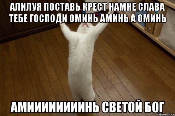 Коты боги мемы
