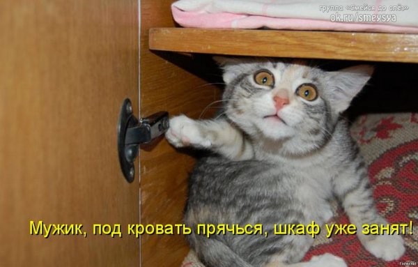 Смешные подписи под картинками