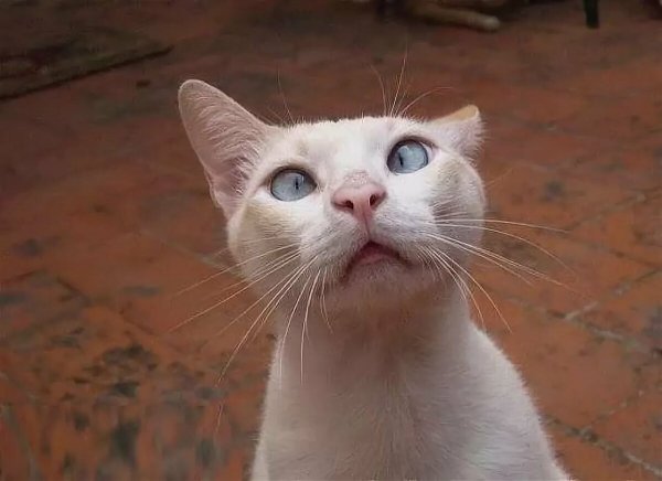 Придурковатый кот