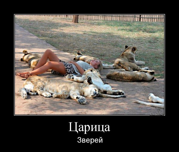 Демотиваторы звери