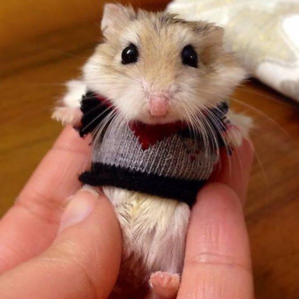 Самые милые хомячки