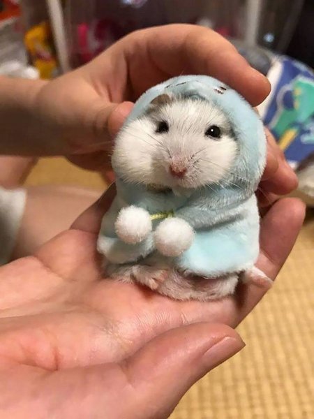 Маленькие хомячки