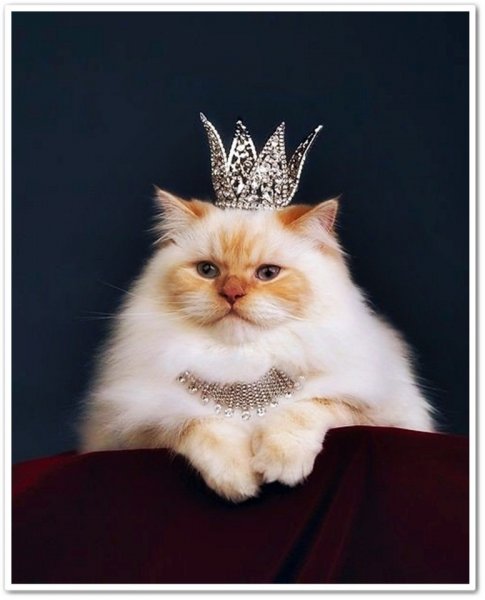 Королевский кот