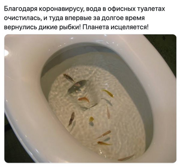 Самоизоляция карикатура