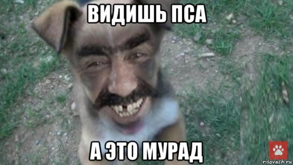 Мурад мемы