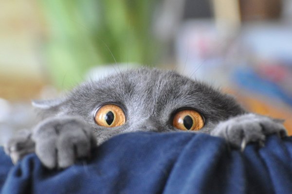 Кот с испуганными глазами