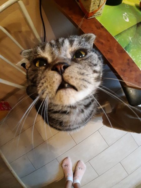 Веселые смешные интеллектуальные картинки