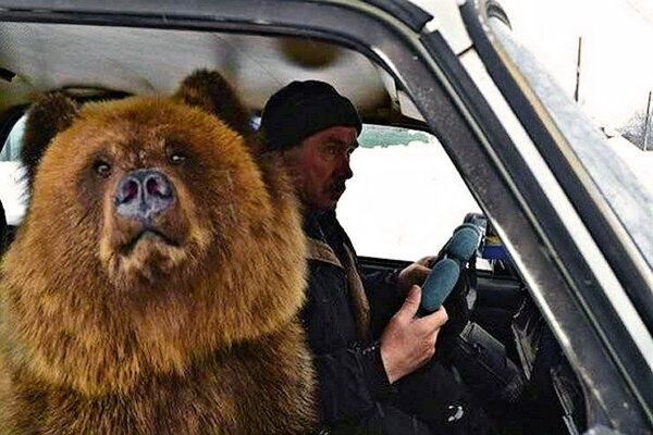 Медведь Россия