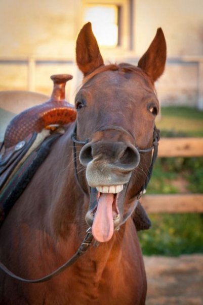Смешные картинки коня (54 фото)