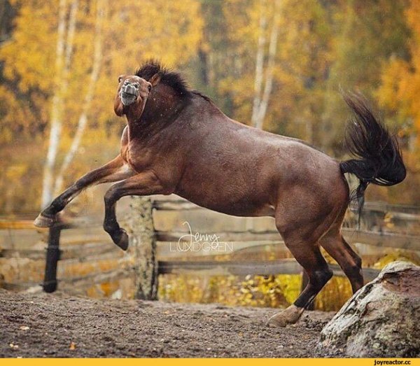 Самые ржачные лошади
