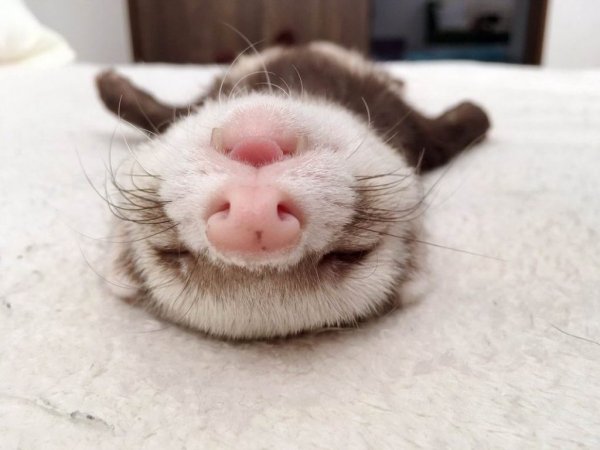 Сонные животные смешные