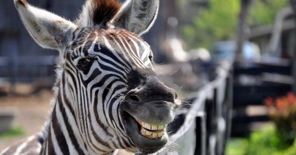 Смешная зебра картинка (51 фото)