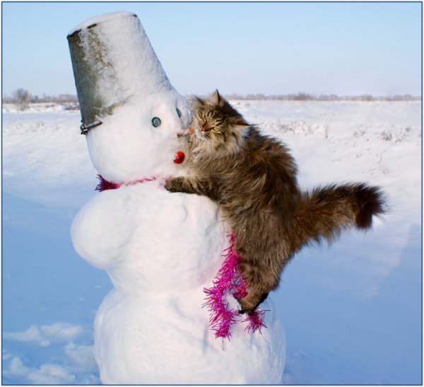 Кот обнимает снеговика