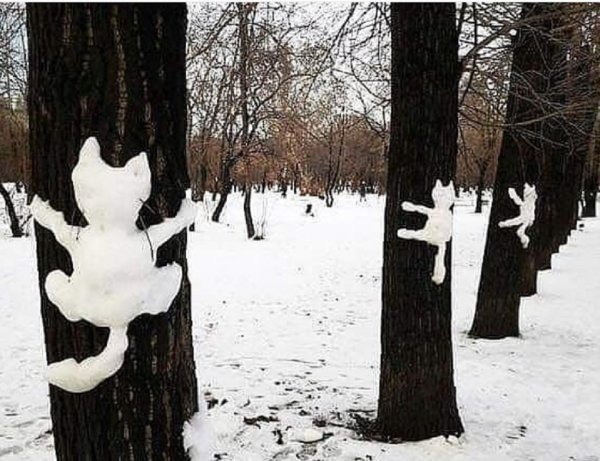 Снежные коты на деревьях