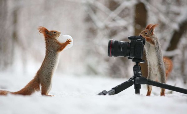 Фотоохота зимой
