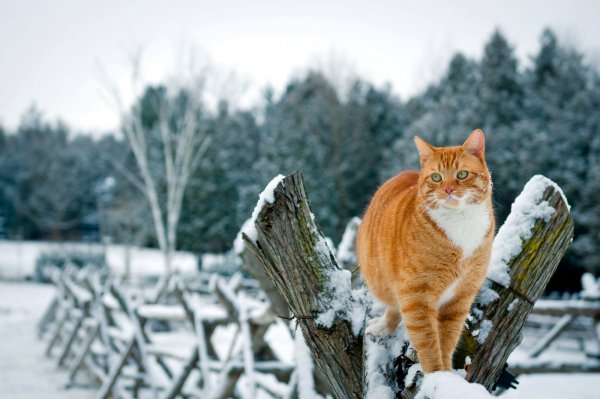 Кот в снегу