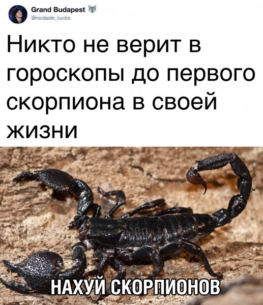 Шутки про скорпионов