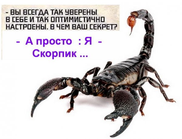 Цитаты про скорпионов