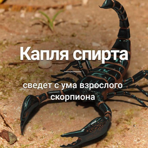 Шутки про скорпионов