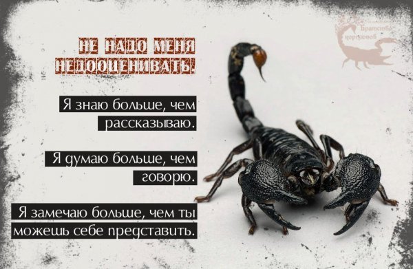 Цитаты про скорпионов