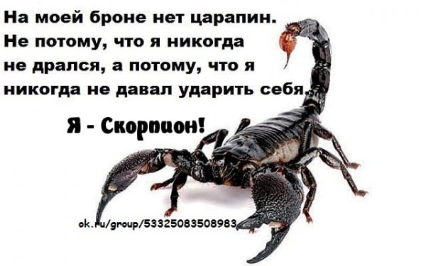 Цитаты про скорпионов