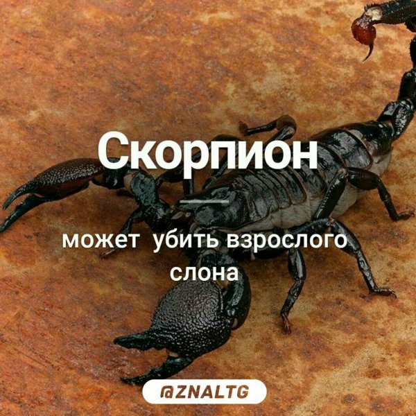 Мемы про скорпионов