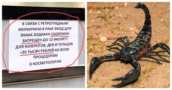 Смешной Скорпион