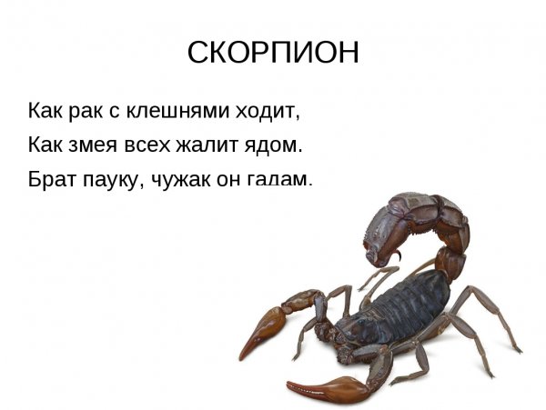 Цитаты про скорпионов женщин