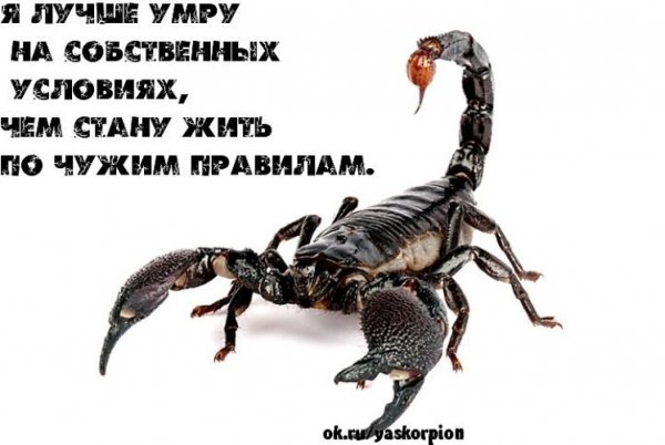 Демотиваторы про скорпионов