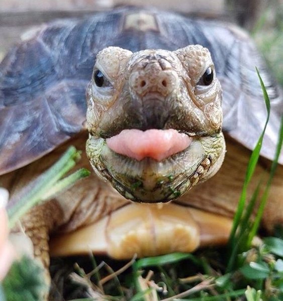 Черепаха смешные картинки (50 фото)