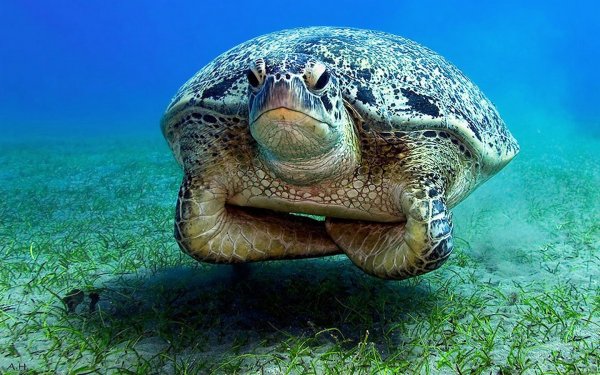 Морская черепаха