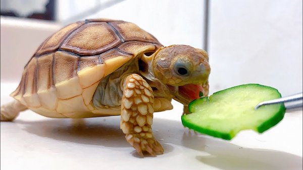 Смешная черепашка