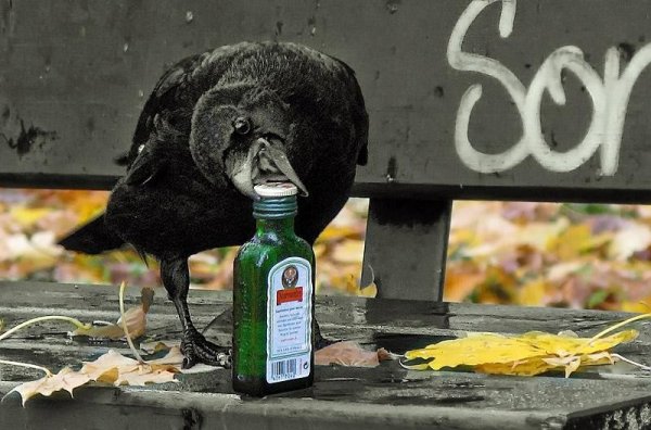 Пьяная ворона