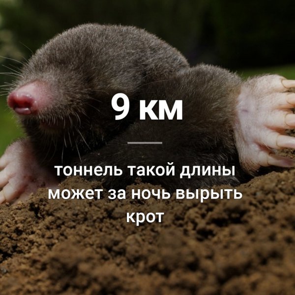 Интересные факты о кроте