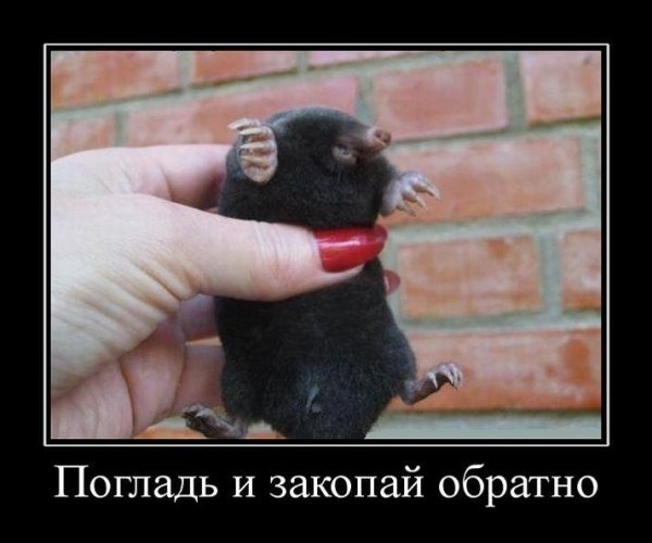 Шутки про Кротика