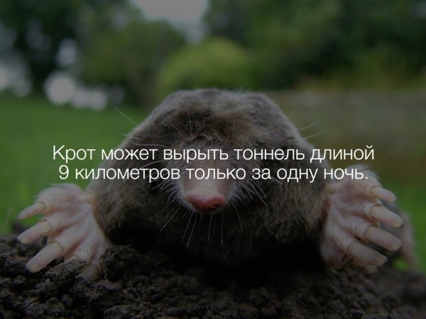Шутки про крота