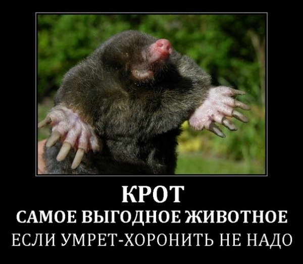 Смешной Крот