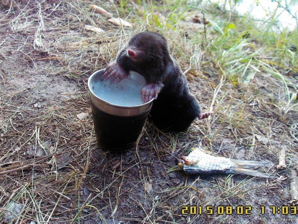 Пьяный Крот
