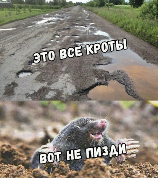 Крот прикольные картинки