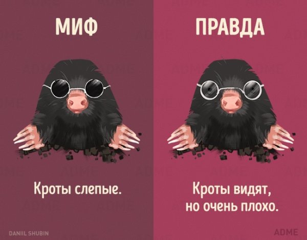 Польский Крот мультфильм